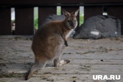 Кенгуру совсем не смущает обилие осадков
