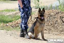 У собаки есть ветеринарный паспорт