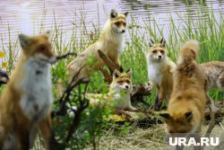 Дикие лисы представляют опасность для людей и животных