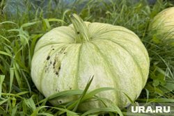 Югорчанка вырастила огромную тыкву на своем огороде