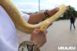 Необычный пассажир направлялся в сторону Академа