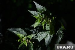 Из крапивы делали пирожки, отвары и даже одежду