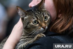 Приюты готовы отдавать животных, но требуют от новых хозяев большой ответственности