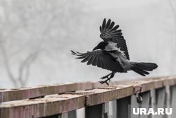 Что можно отметить 11 октября 2025 года
