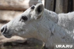 Олененок родился 1 июня 2024 года
