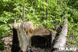 Упавшее дерево повредило как минимум две машины (архивное фото)