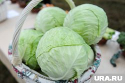 Челябинцев научат солить капусту