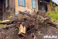 Уничтожение самой большой яблони в Кургане раскритиковали два депутата облдумы