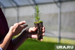 Тюменцы высадили 300 тысяч сеянцев 