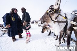 В Якутии введен режим ЧС из-за увода домашних оленей дикими собратьями 