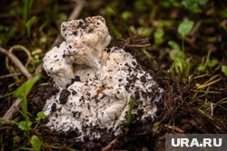 Ризопогон обыкновенный встречается не часто и растет глубоко в почве