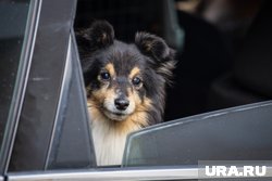 Также нужно заранее приучить питомца и к автомобилю