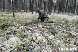 Работа сборщиков ягод подойдет для тех, кто не боится находиться в лесу