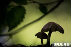 Впервые циатус полосатый был исследован в 18 веке