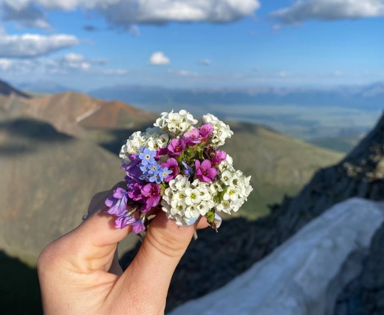 Их срок цветения всего несколько недель, поэтому увидеть их — редкая удача