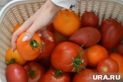 Домашние помидоры можно купить по цене от 100 рублей за килограмм в Челябинской области