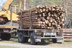 Все больше стран присоединяется к числу крупных экспортеров леса из Прикамья