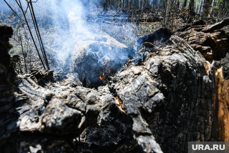 Больше половины лесных пожаров возникают по вине человека