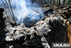 Больше половины лесных пожаров возникают по вине человека