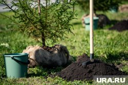 Посадка деревьев запланирована на 19 сентября в 14:00