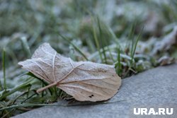 Снижение температуры может привести к гибели сельскохозяйственных культур