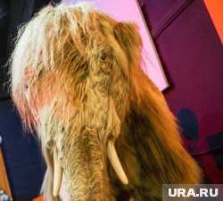 В музей Ханты-Мансийска привезут мумию мамонтенка Димы