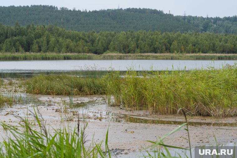 Полчище насекомых захватили Черноисточинское водохранилище