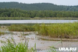 Полчище насекомых захватили Черноисточинское водохранилище