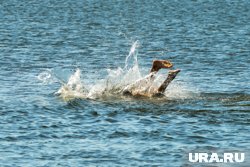 Ныряние в холодную воду в жаркую погоду опасно для жизни