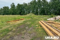 Красноярские леса поражает уссурийский полиграф