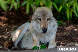 Волк заразил вахтовика бешенством, искусав в руки и шею