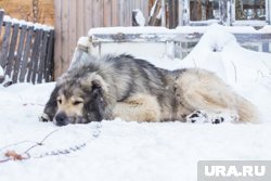 Агрессивная овчарка часто бросается на тагильчан (архивное фото)