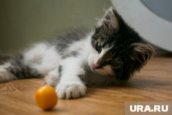 В Барнауле девушка пыталась спасти котенка и упала с балкона многоэтажки