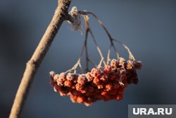 Заморозки ожидают в Кургане в начале сентября (архивное фото)