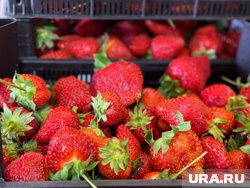 Килограмм клубники из Краснодара продают за 1 600 рублей