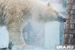 Белые медведи будут выступать в Тюмени с 25 октября 