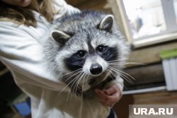 Енот из Сургута устроил погром в квартире хозяйки и прославился на всю страну