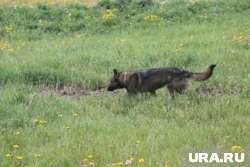 Собака была привязана к будке на территории рынка