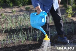 Астры важно поливать небольшим количеством воды