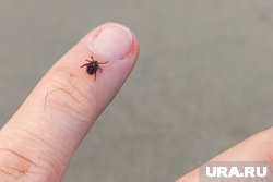 От укусов клещей пострадали уже 4164 югорчанина