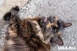 В Крыму неизвестные закопали живую кошку