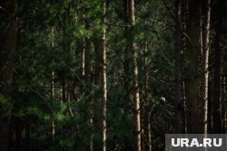 Усольцевы могут все еще блуждать в лесу