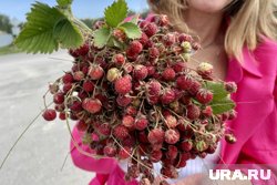 При желании можно порадовать себя садовой земляникой