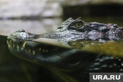 В Ейске в крокодиловом зоопарке погибли все рептилии из-за пожара