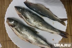 Хариуса в пермской реке выловил рыбак