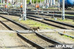 На железной дороге ремонтировали контактную линию
