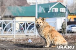 Это не первое нападение бродячего пса на детей