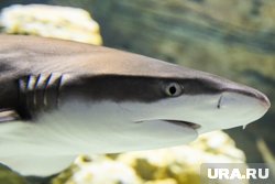 Курганские ученые поучаствовали в экспедиции и нашли древности