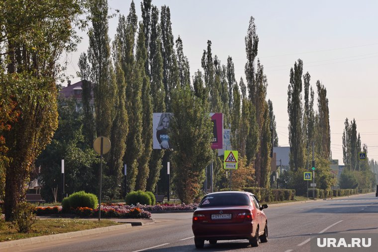 В Шадринске заменят сотни аварийных тополей по улице Свердлова