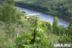 В Перми увеличат финансирование на уничтожение борщевика и уссурийского полиграфа